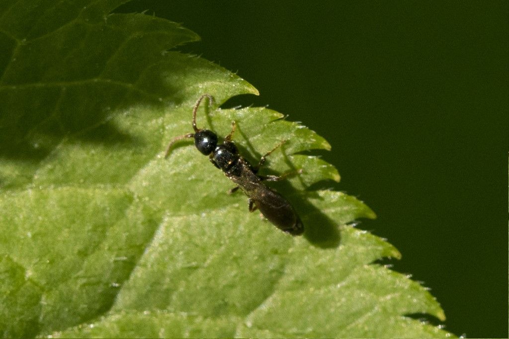 Bethylidae sp.