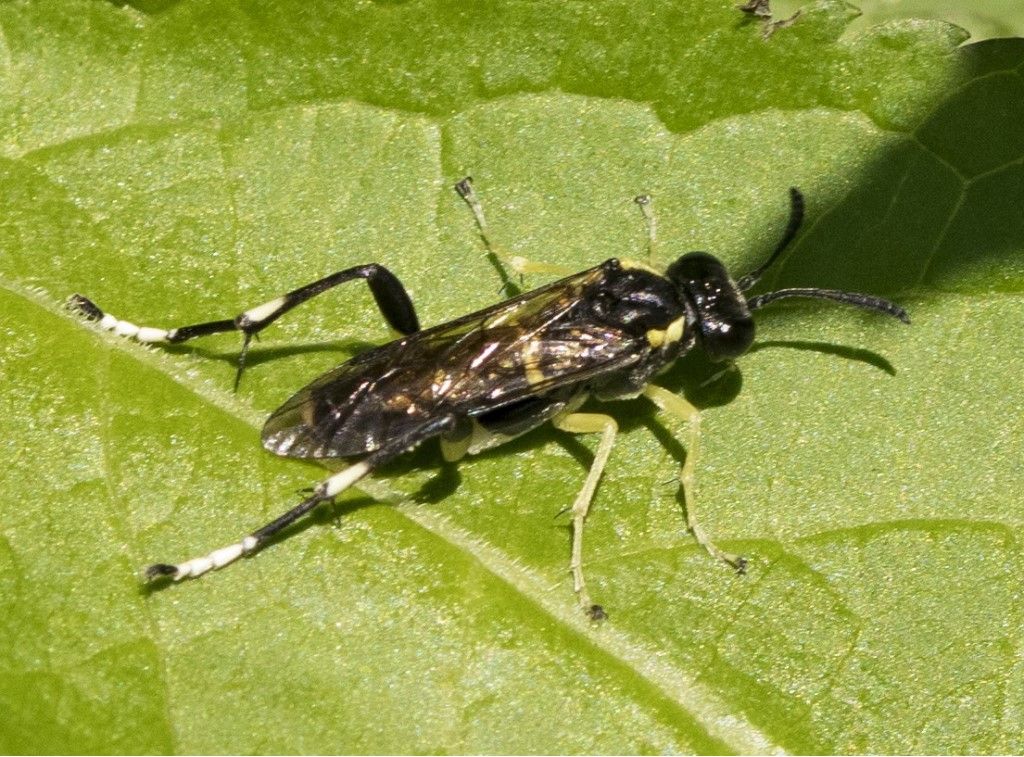 Tenthredinidae: maschio di Macrophya  montana