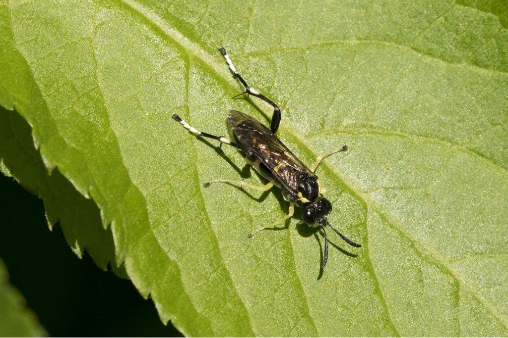 Tenthredinidae: maschio di Macrophya  montana