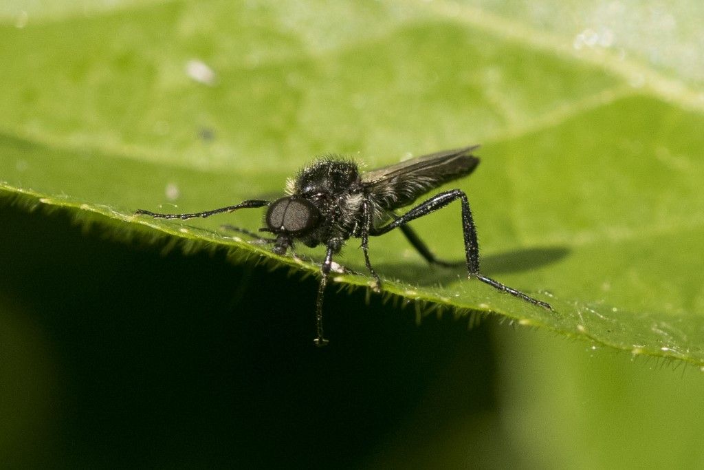 Bibionidae - Bibio hortulanus ?