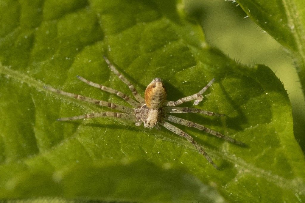 Philodromidae da identificare