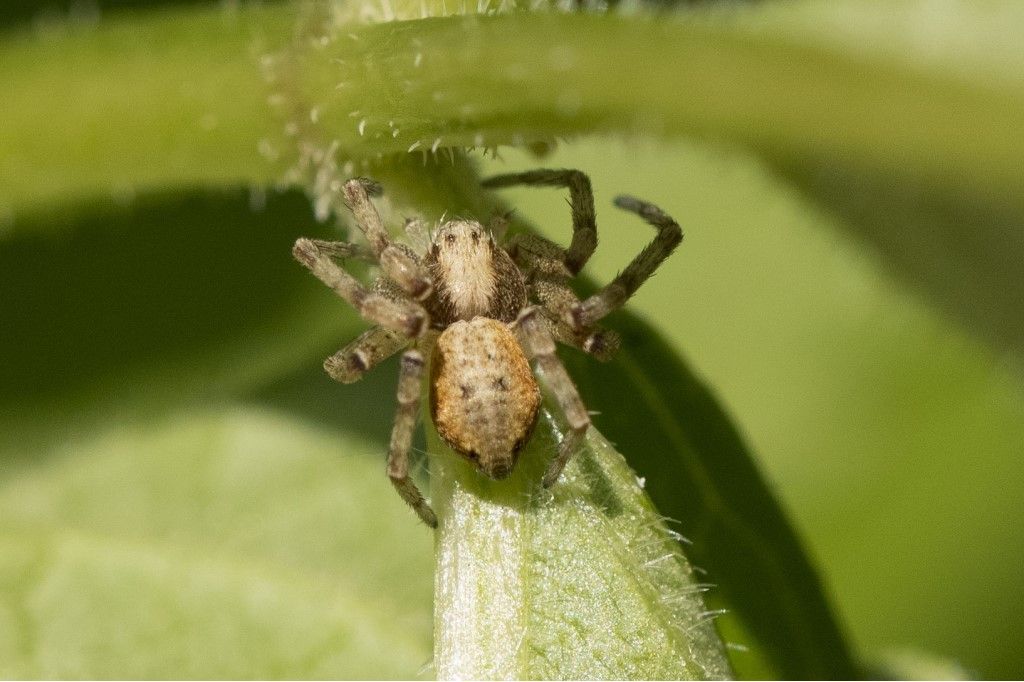 Philodromidae da identificare