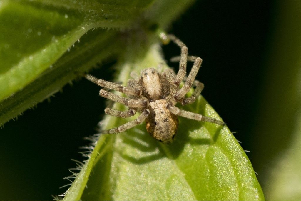 Philodromidae da identificare