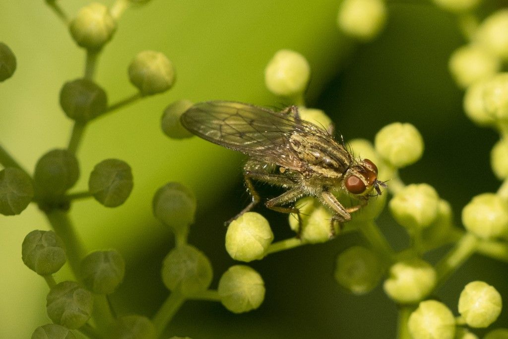 Scathophagidae da identificare