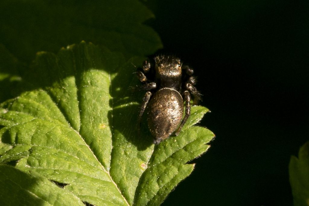 Salticidae da identificare  (Evarcha arcuata ? )
