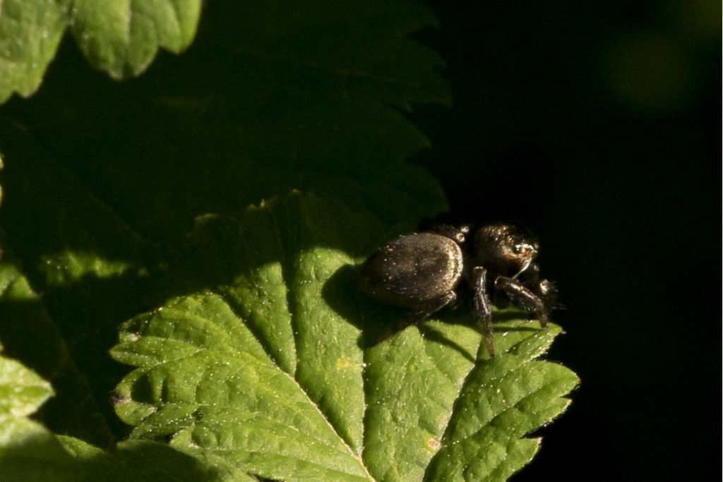 Salticidae da identificare  (Evarcha arcuata ? )