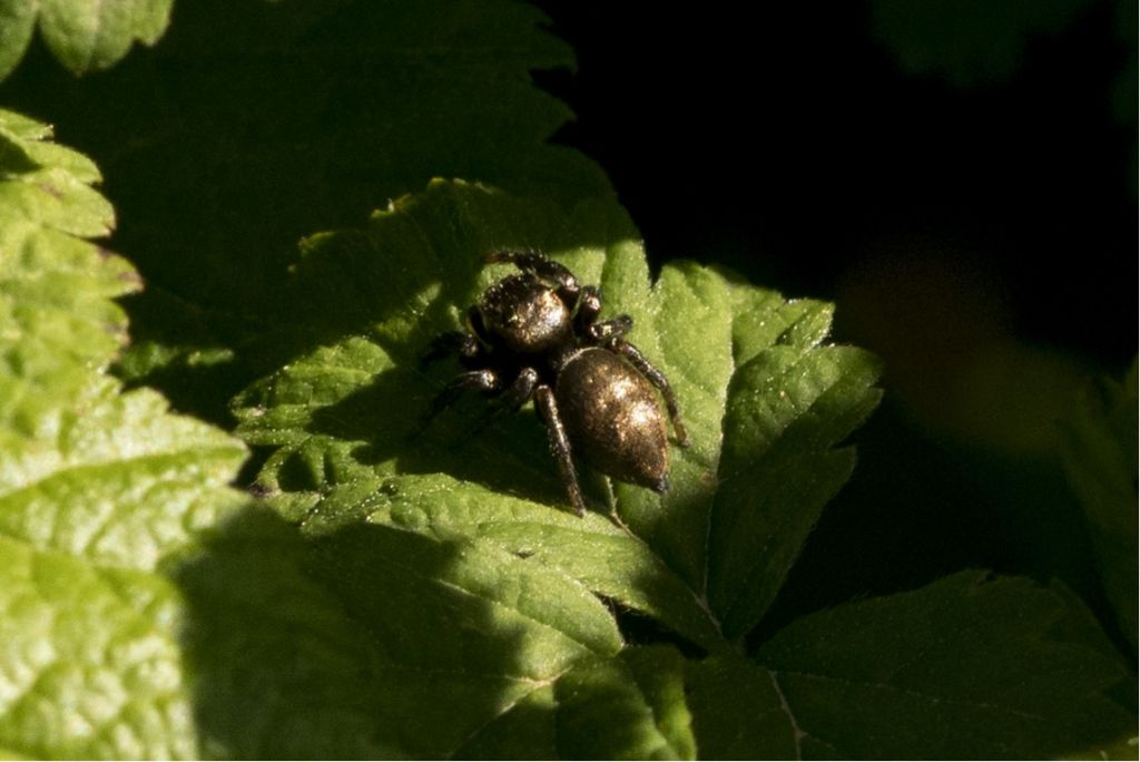 Salticidae da identificare  (Evarcha arcuata ? )