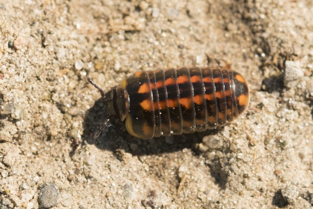 Glomeris connexa ?