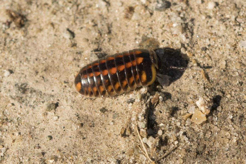 Glomeris connexa ?