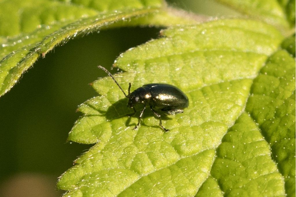 Chrysomelidae: Altica sp.