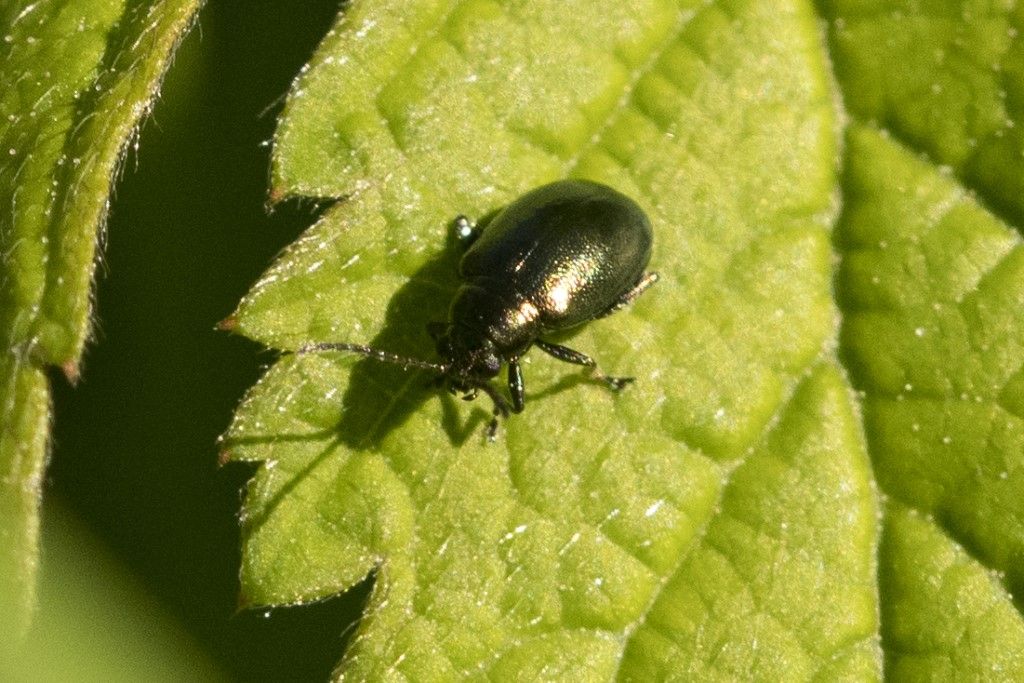 Chrysomelidae: Altica sp.