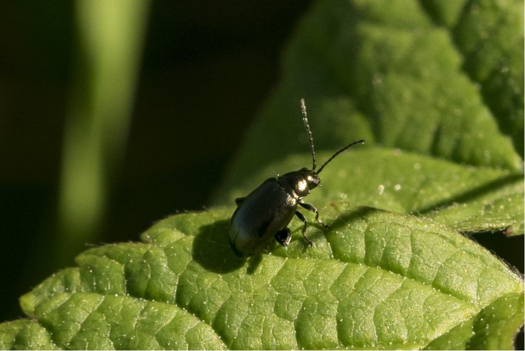 Chrysomelidae: Altica sp.