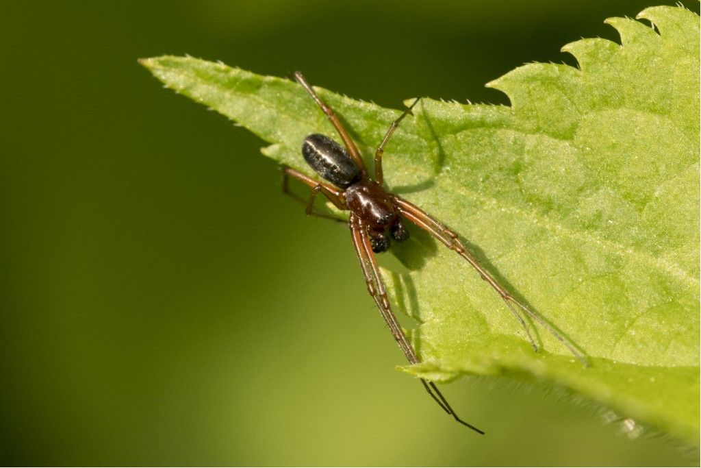 Frontinellina frutetorum maschio