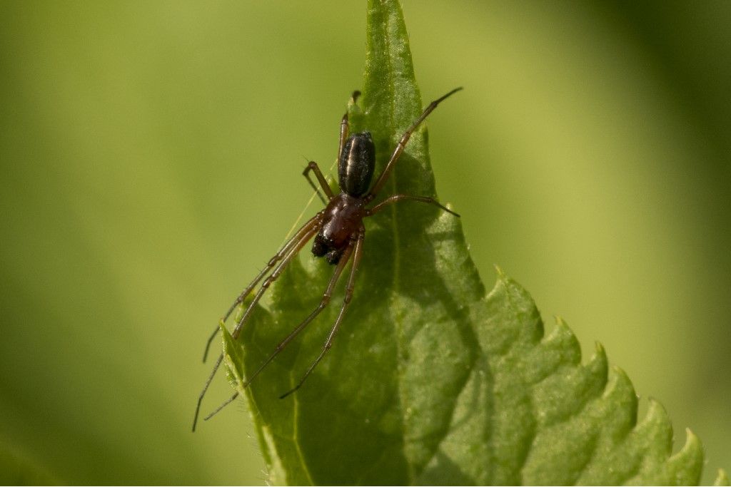 Frontinellina frutetorum maschio