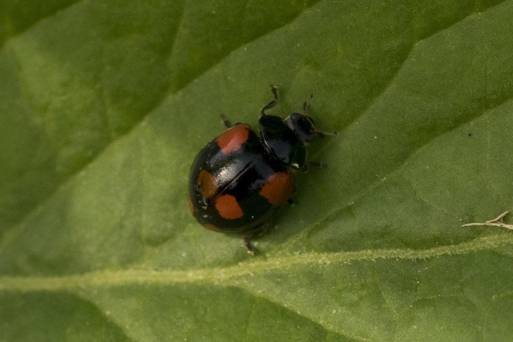 Coccinellidae: Adalia bipunctata