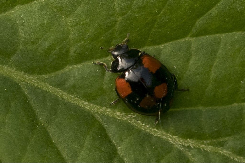 Coccinellidae: Adalia bipunctata