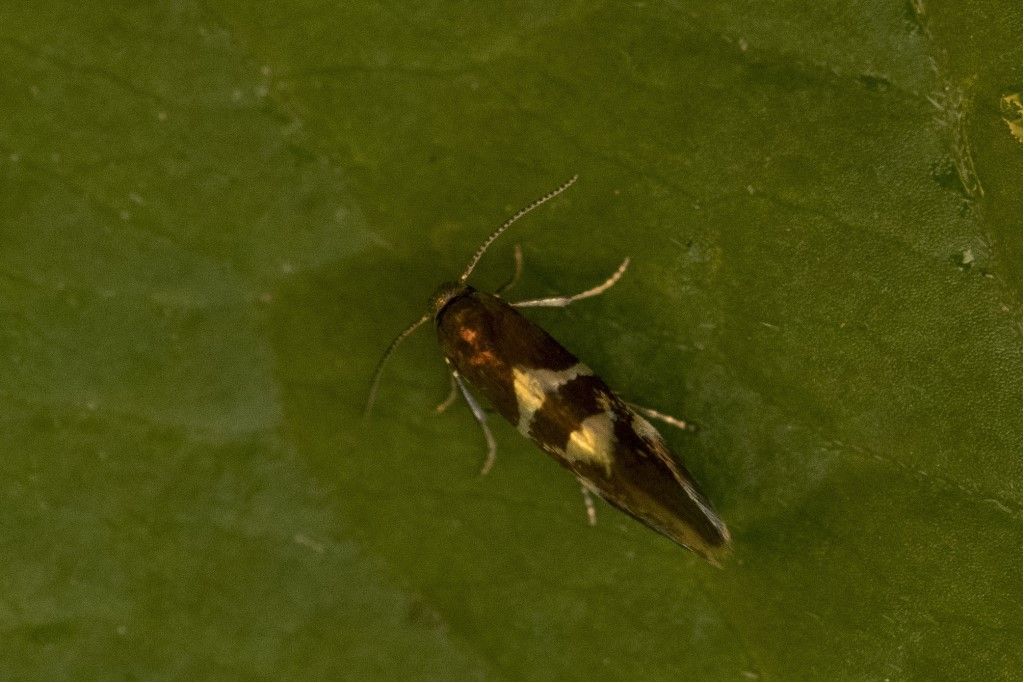 Farfallina da identificare  (Incurvaria praelatella ?)