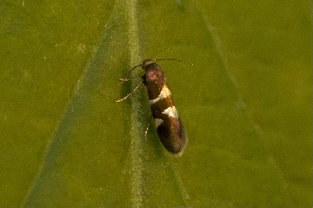 Farfallina da identificare  (Incurvaria praelatella ?)