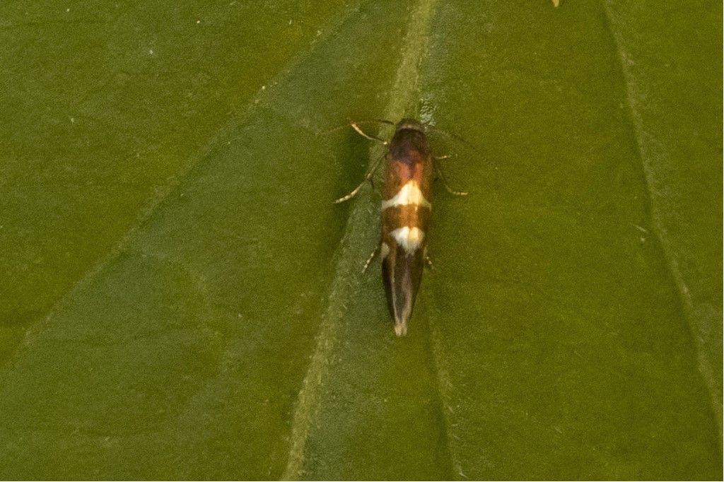 Farfallina da identificare  (Incurvaria praelatella ?)