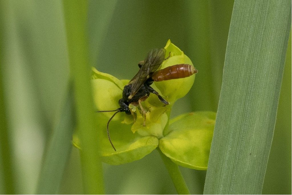 Ichneumonoidea sp.