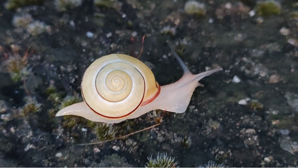Aiuto per identificazione Chiocciola Nemoralis ?