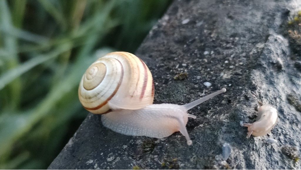 Aiuto per identificazione Chiocciola Nemoralis ?