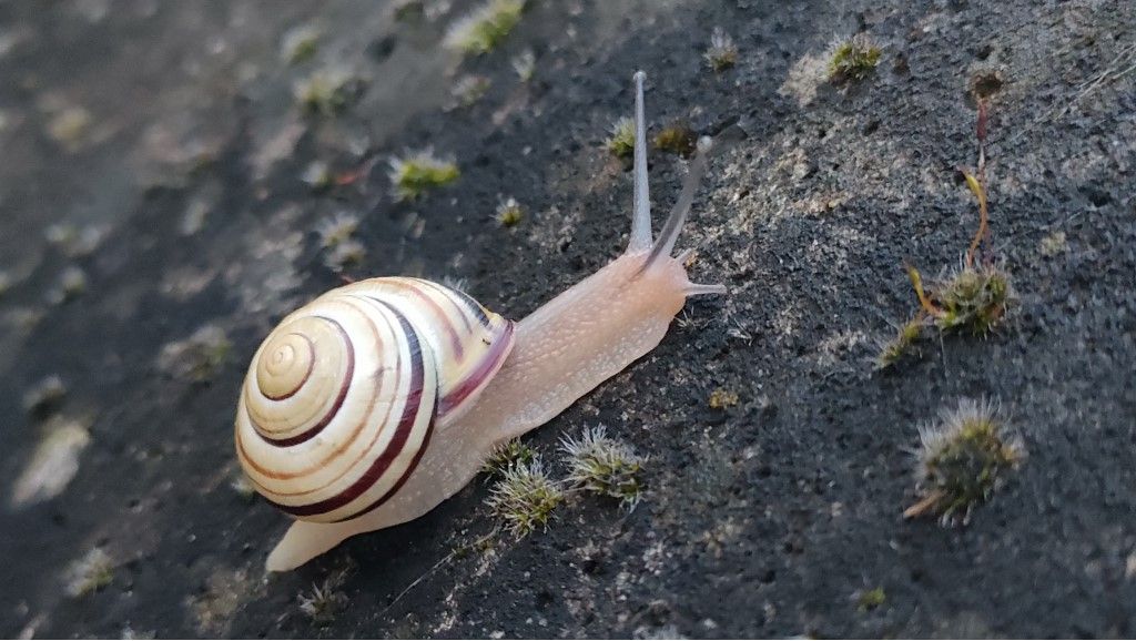 Aiuto per identificazione Chiocciola Nemoralis ?