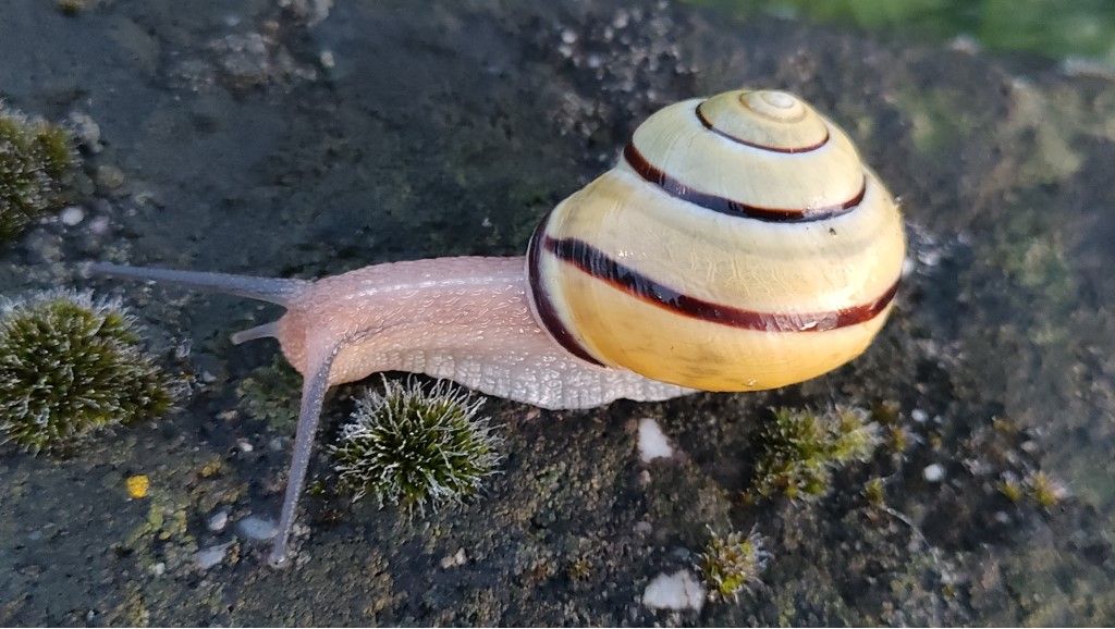 Aiuto per identificazione Chiocciola Nemoralis ?