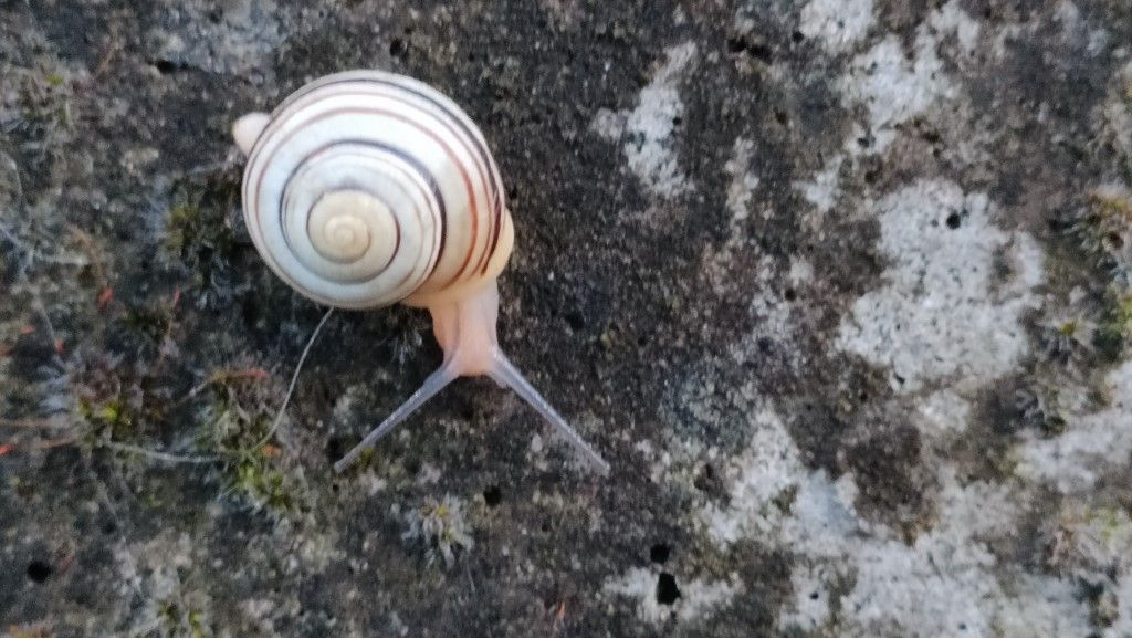 Aiuto per identificazione Chiocciola Nemoralis ?
