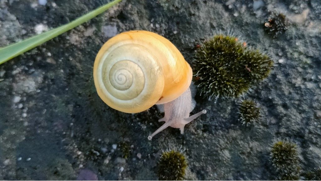 Aiuto per identificazione