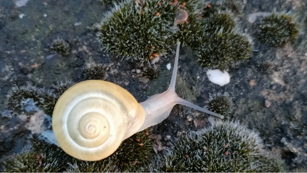 Aiuto per identificazione