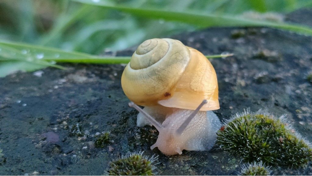 Aiuto per identificazione