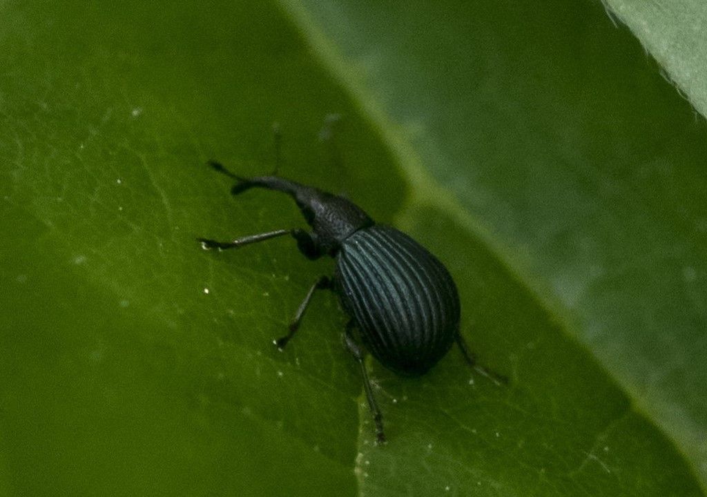 Apionidae: Holotrichapion pisi ?