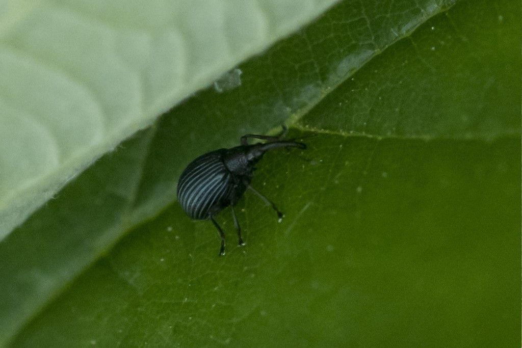 Apionidae: Holotrichapion pisi ?