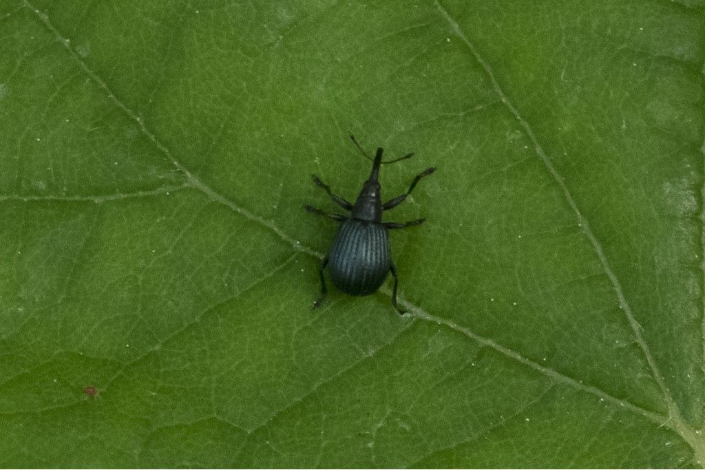 Apionidae: Holotrichapion pisi ?