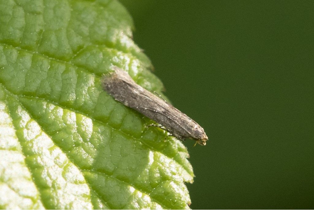 Farfallina da identificare