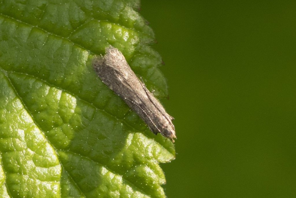 Farfallina da identificare