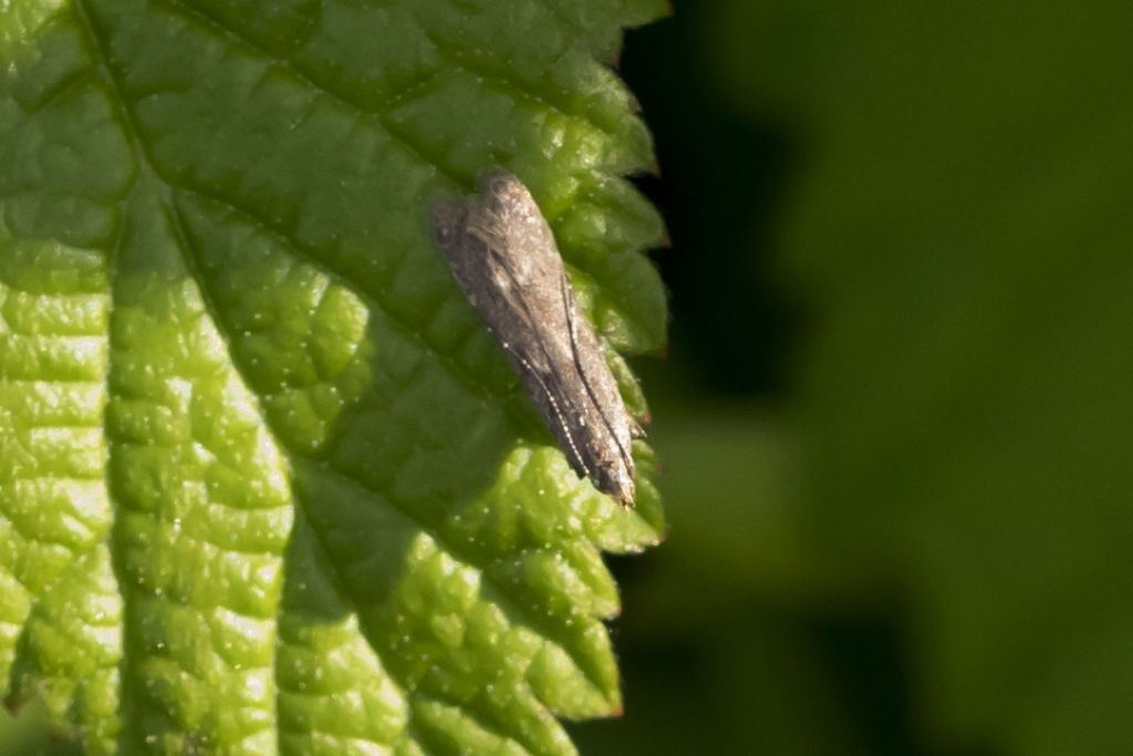 Farfallina da identificare