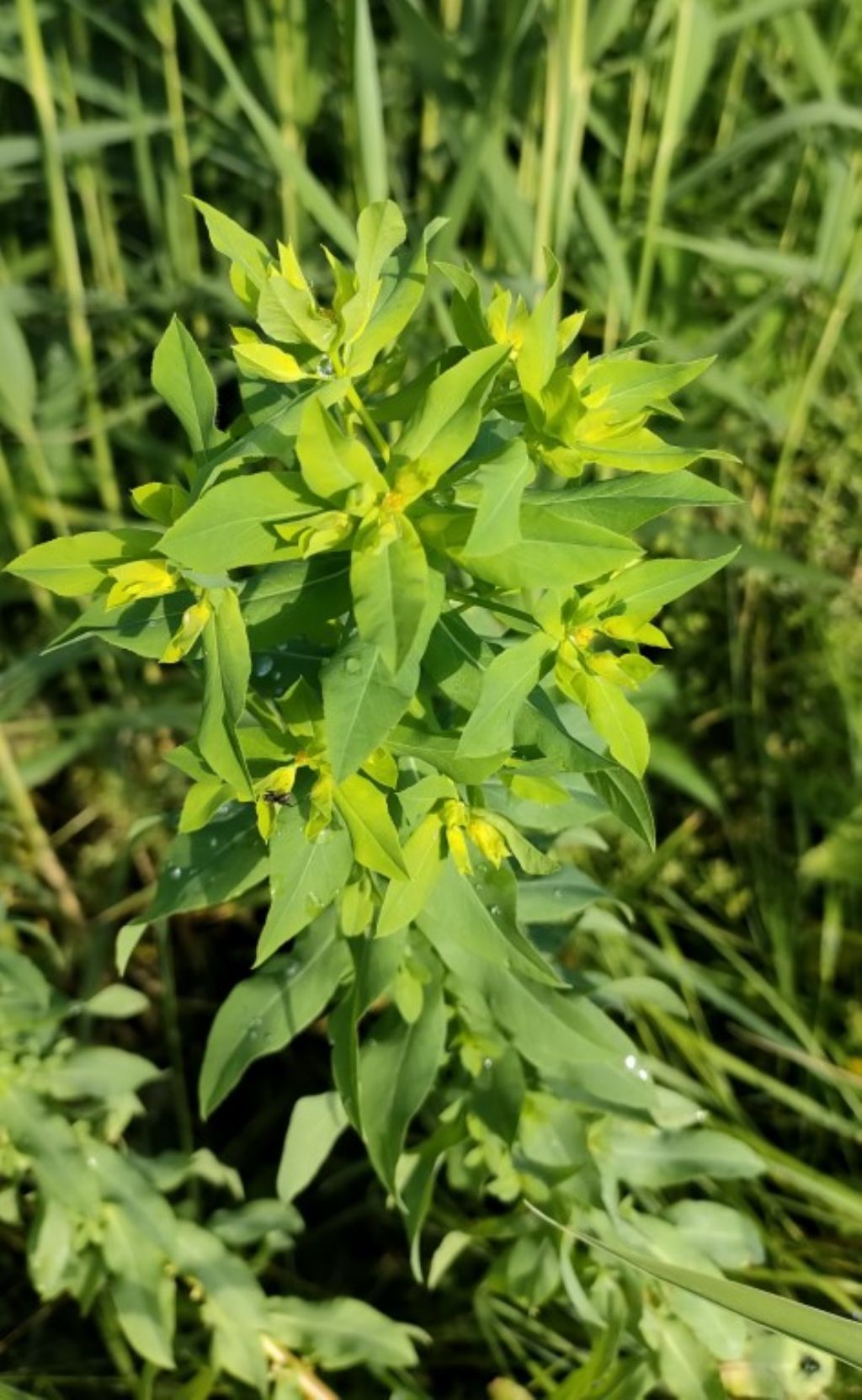 Euphorbia platyphyllos ?