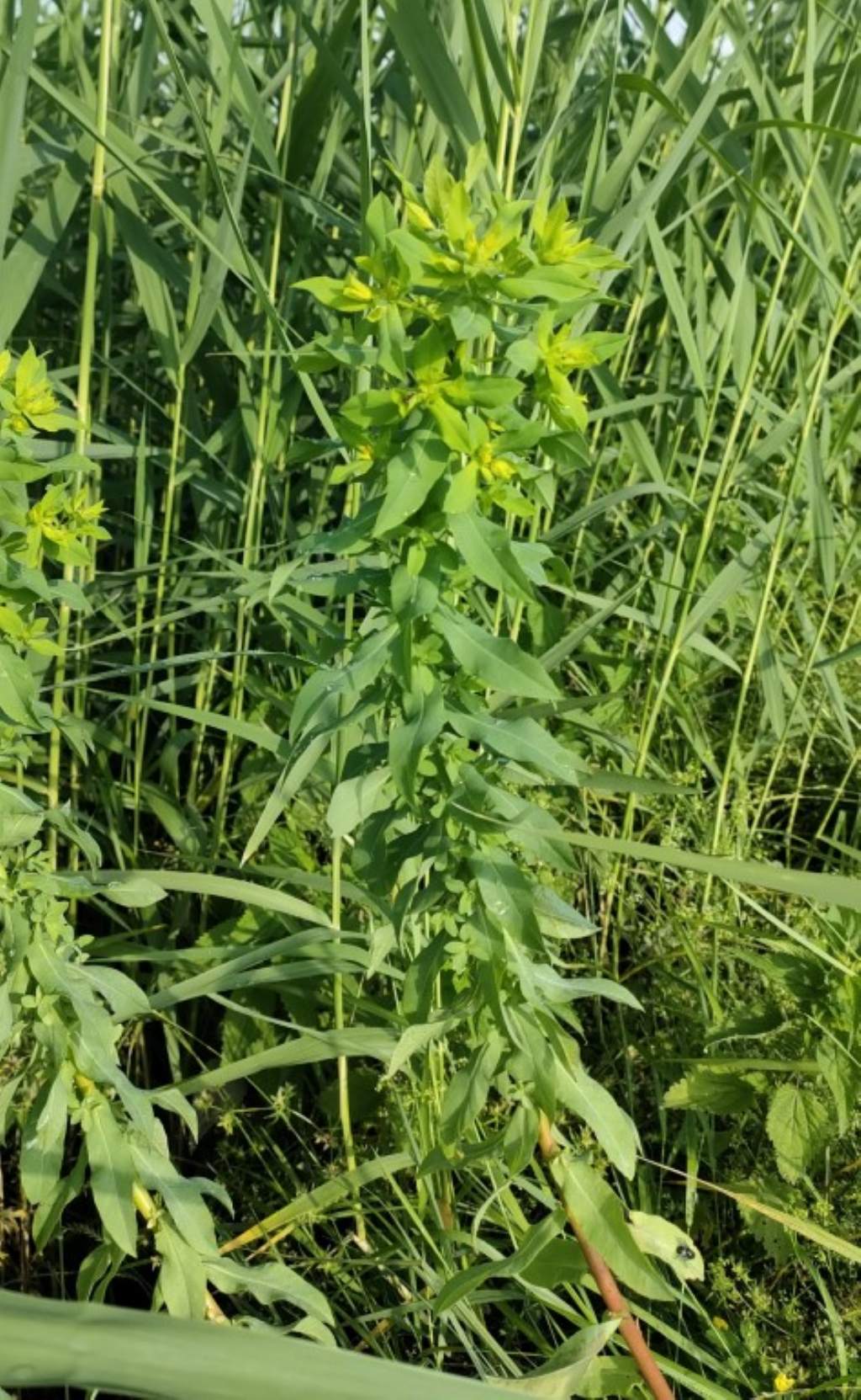 Euphorbia platyphyllos ?