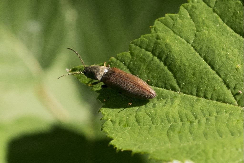 Elateridae: Athous haemorrhoidalis?