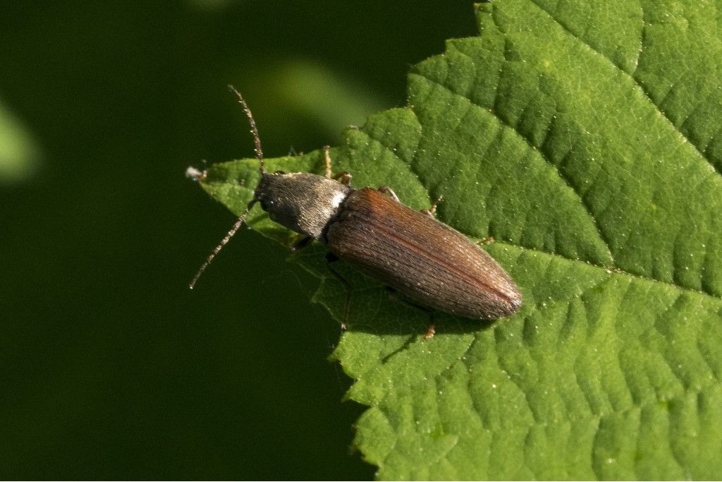 Elateridae: Athous haemorrhoidalis?