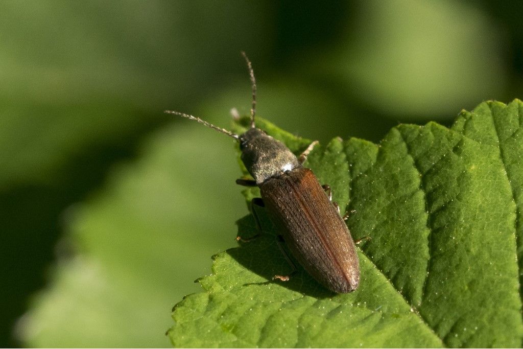 Elateridae: Athous haemorrhoidalis?