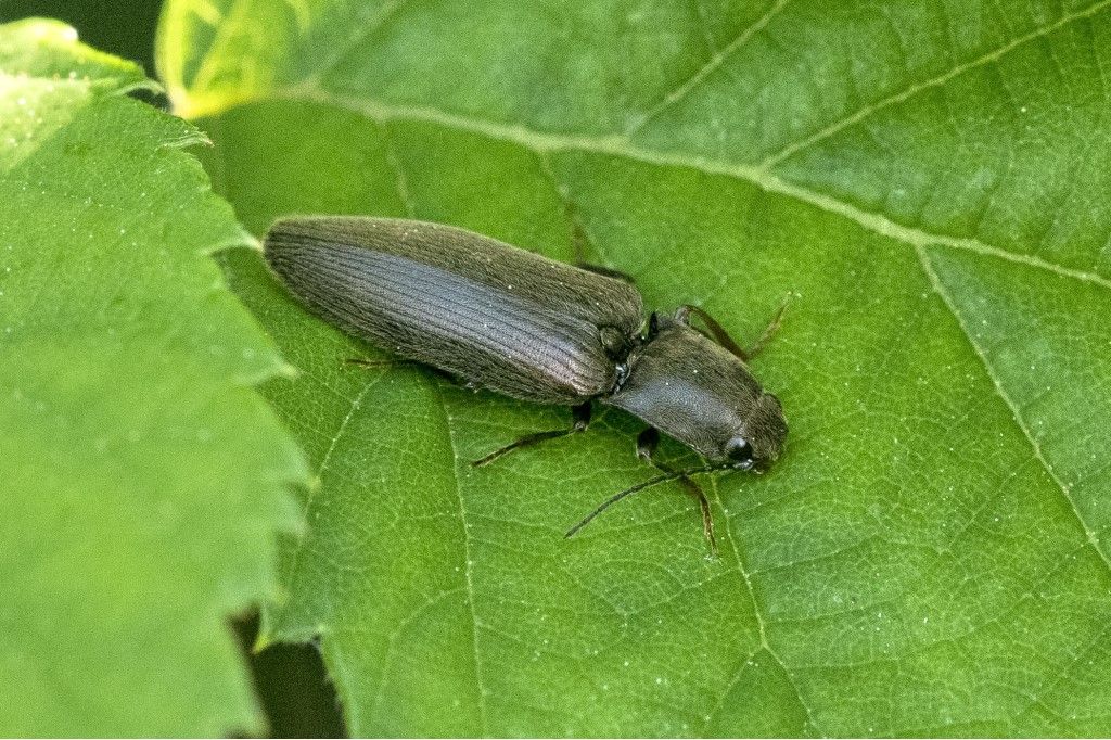 Elateridae: Athous sp.