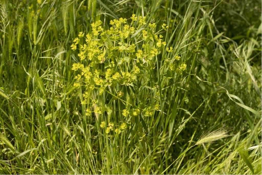 Euphorbia esula ?