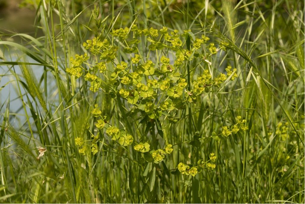 Euphorbia esula ?