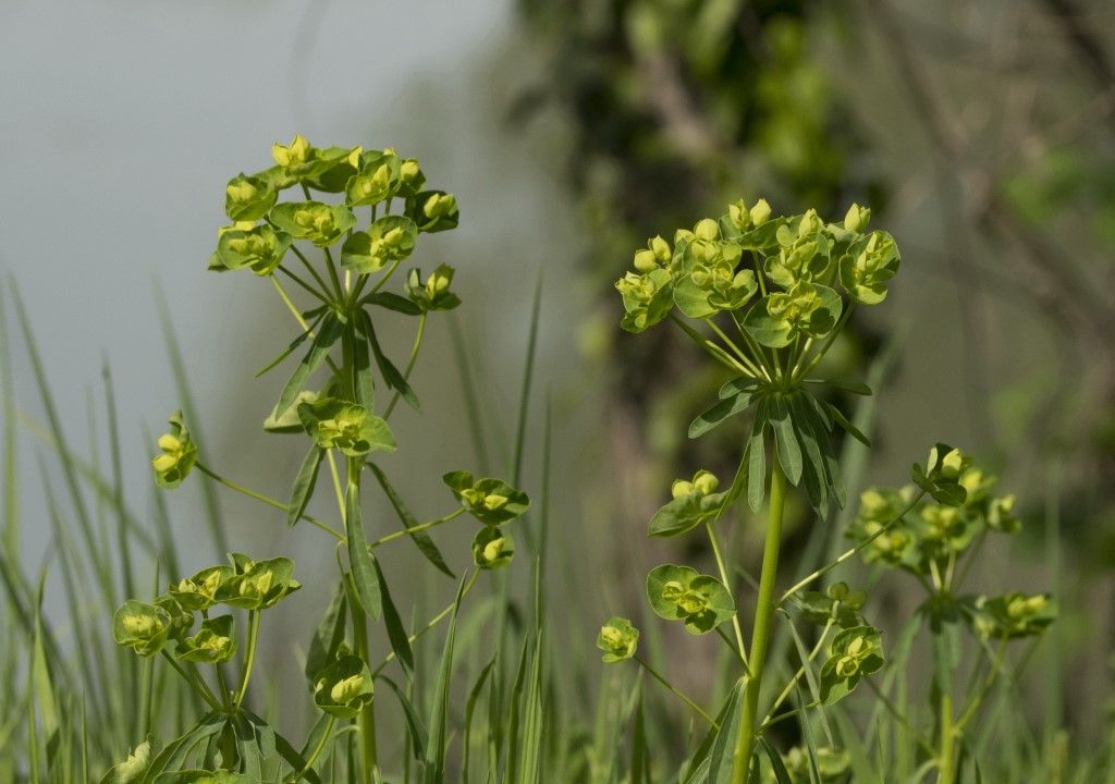 Euphorbia esula ?