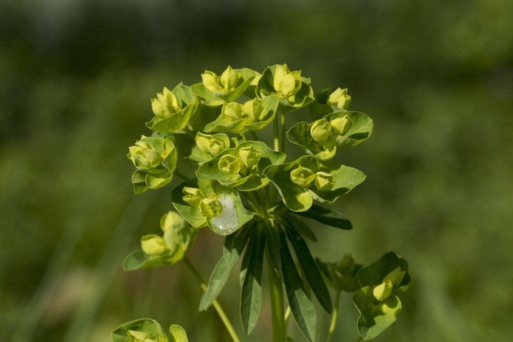 Euphorbia esula ?