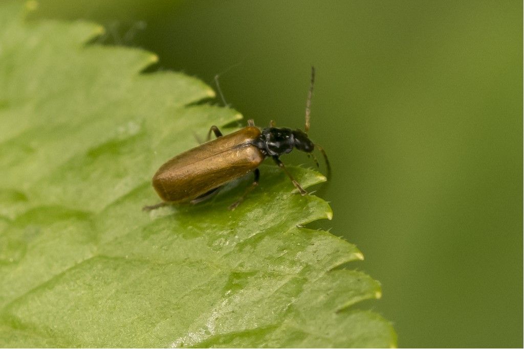 Cantharidae: Rhagonycha fuscitibia