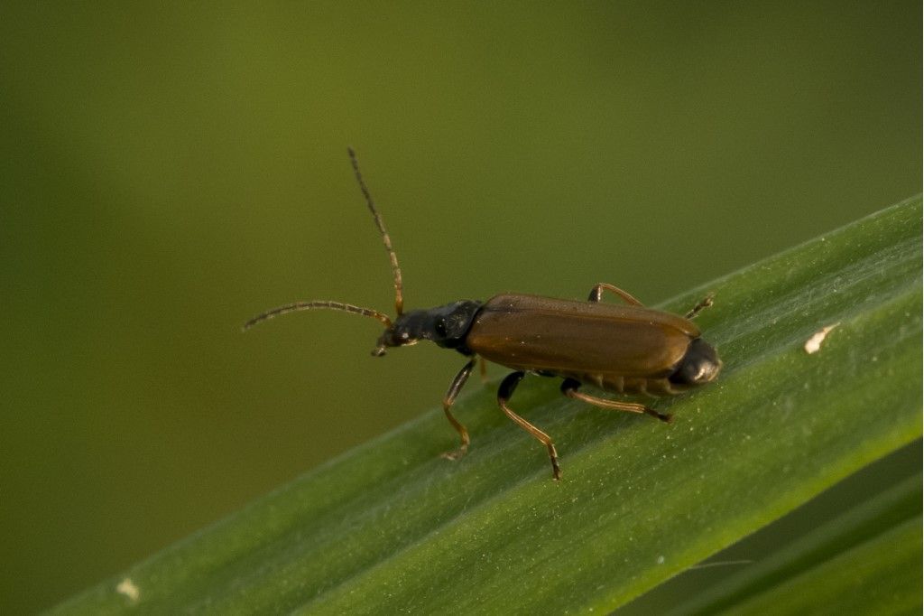 Cantharidae: Rhagonycha fuscitibia